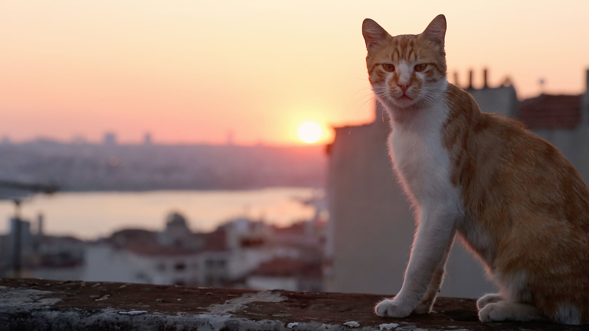 Kedi – Von Katzen und Menschen